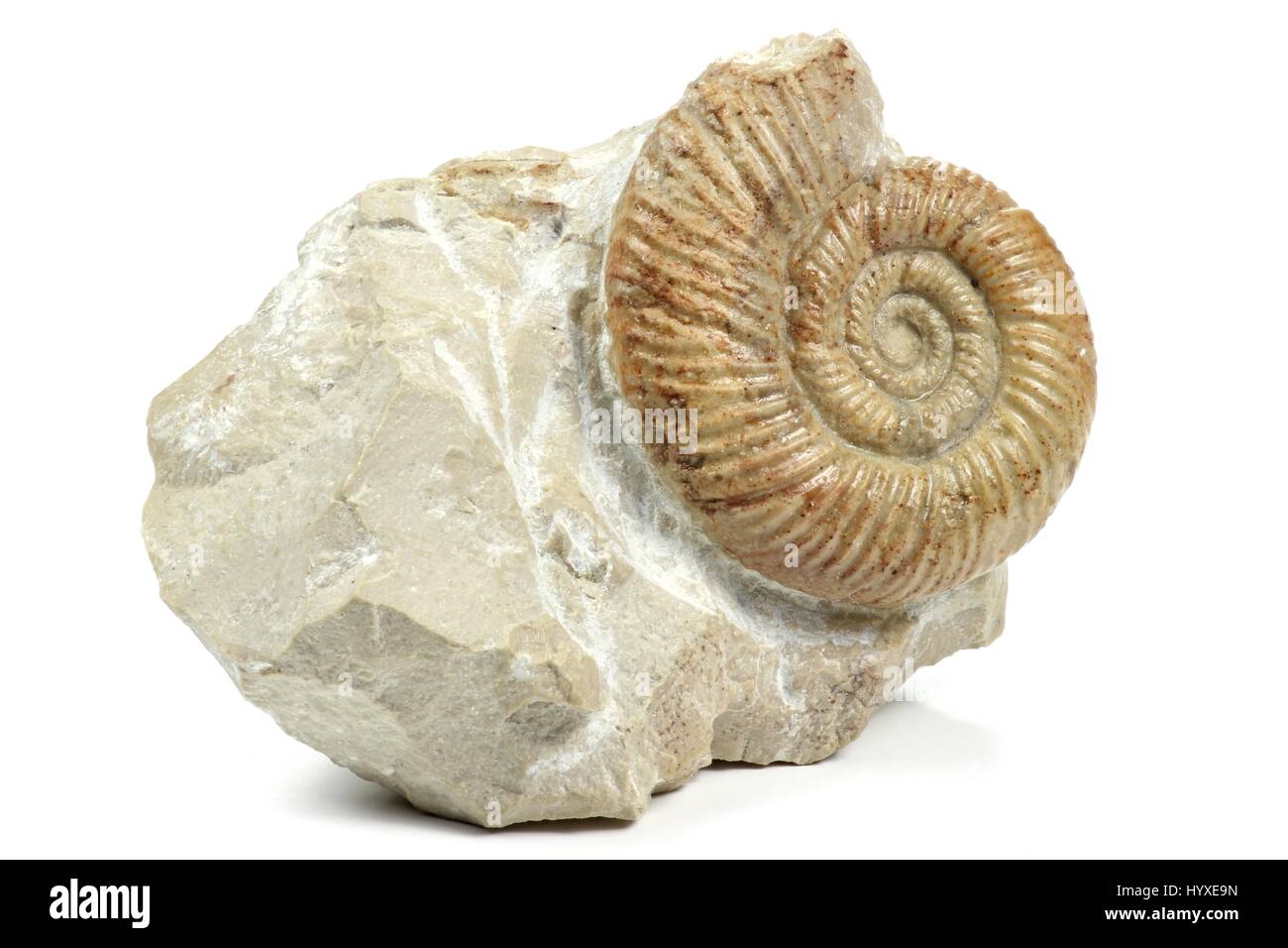 Ammonite (leptosphinctes) niché dans la matrice isolé sur fond blanc Banque D'Images