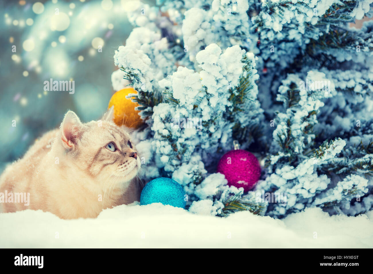 Cat sitting in snow près de sapin avec décoration de Noël. Banque D'Images
