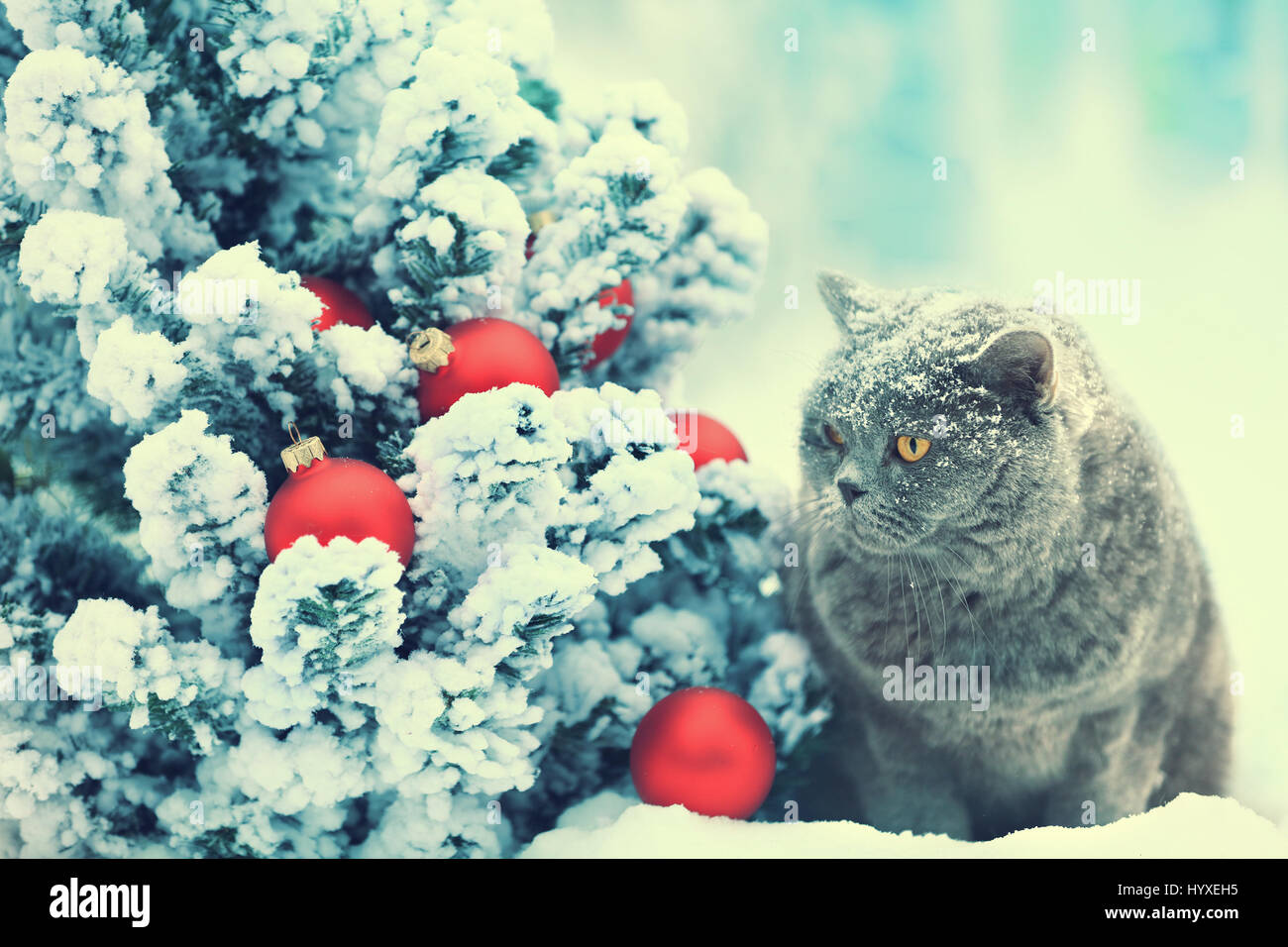 British Shorthair bleu cat sitting Piscine dans la neige près de sapin avec décoration de Noël. Banque D'Images