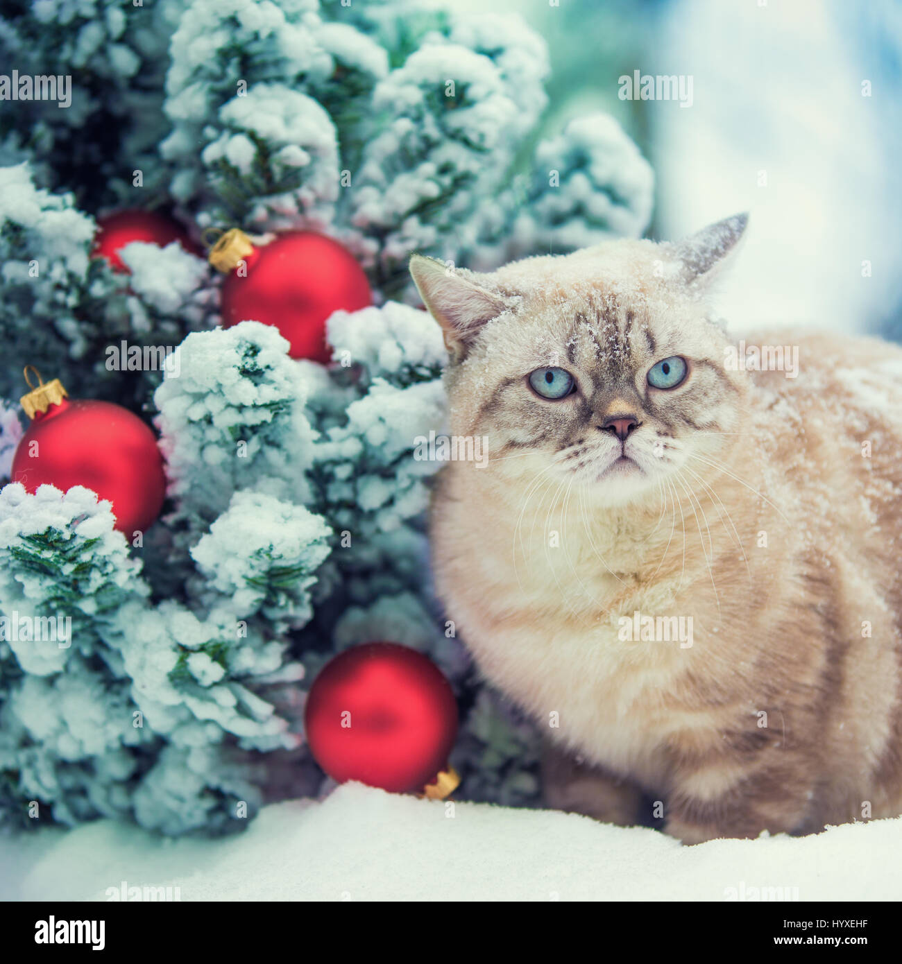 Cat sitting in snow près de sapin avec décoration de Noël. Banque D'Images