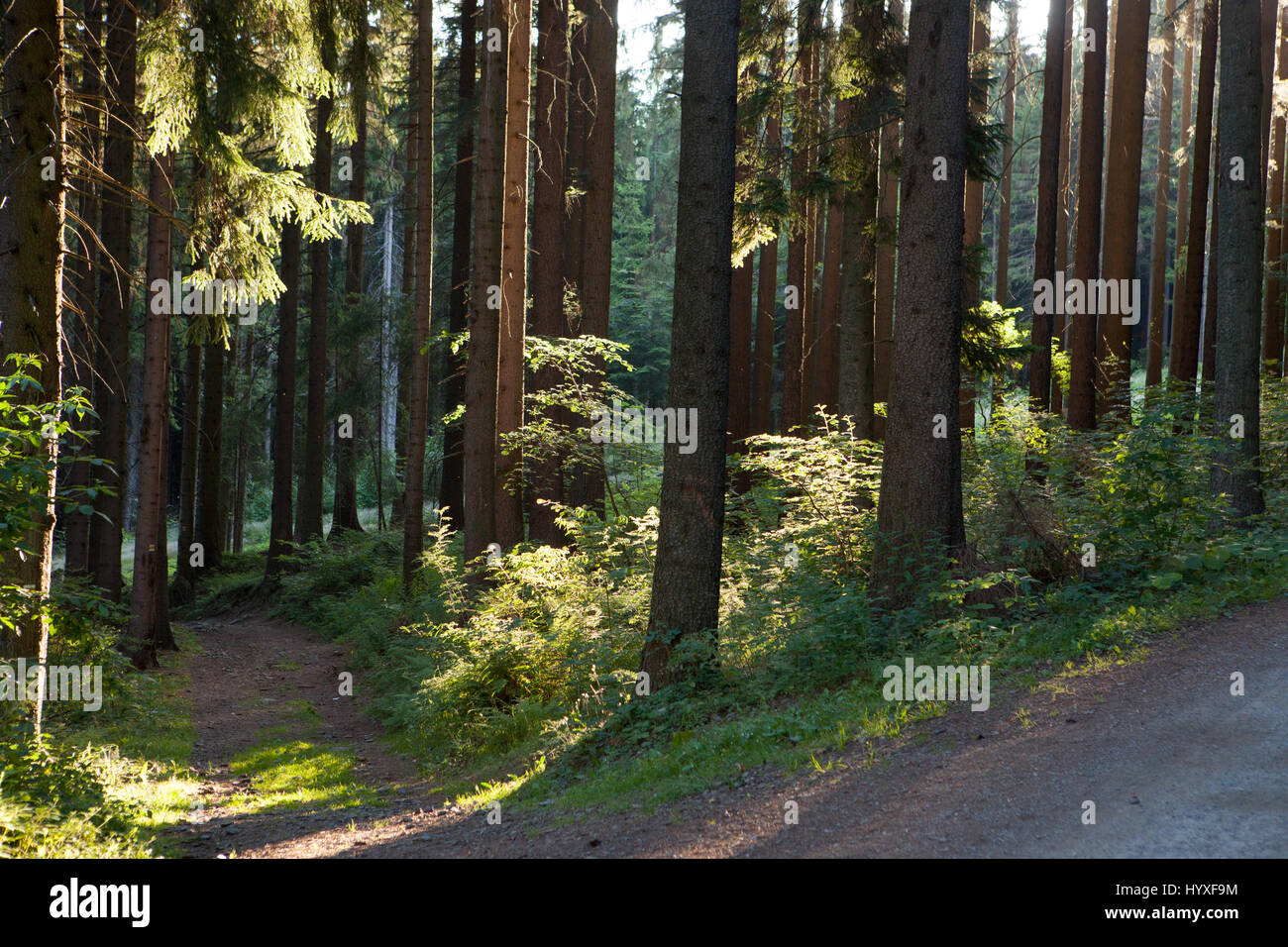 Un sentier de randonnée traverse les arbres dans la forêt de Bohème Sumava. Banque D'Images