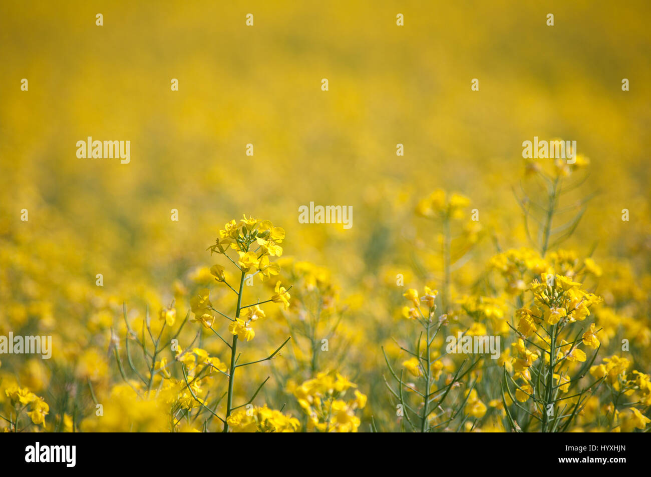 Domaine de la récolte du colza avec quelques fleurs dans l'accent et le reste comme bokeh flou. Banque D'Images Domaine de la récolte du colza avec quelques fleurs dans l'accent et le reste comme bokeh flou. Banque D'Images