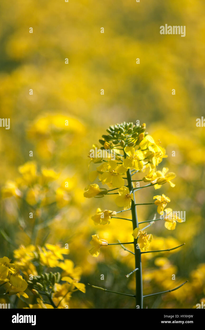 Flowerhead jaune du colza de viol en tant que champ bokeh flou au-delà. Banque D'Images Flowerhead jaune du colza de viol en tant que champ bokeh flou au-delà. Banque D'Images