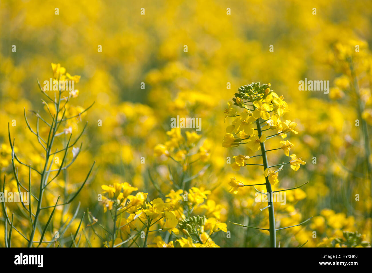La récolte de colza avec une fleur dans l'accent et d'autres comme bokeh flou derrière. Banque D'Images La récolte de colza avec une fleur dans l'accent et d'autres comme bokeh flou derrière. Banque D'Images