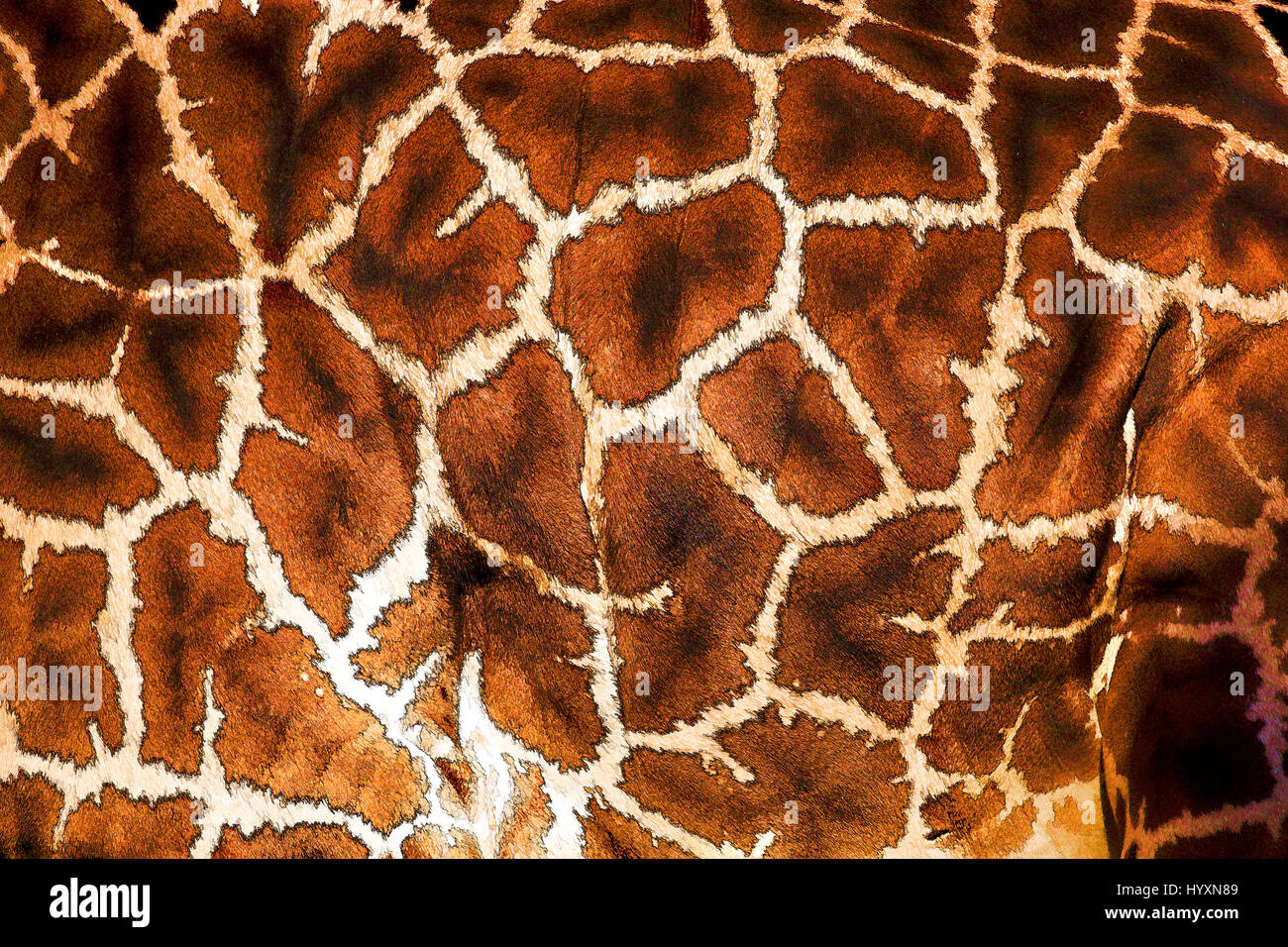 Girafe Masai en captivité - Banque D'Images