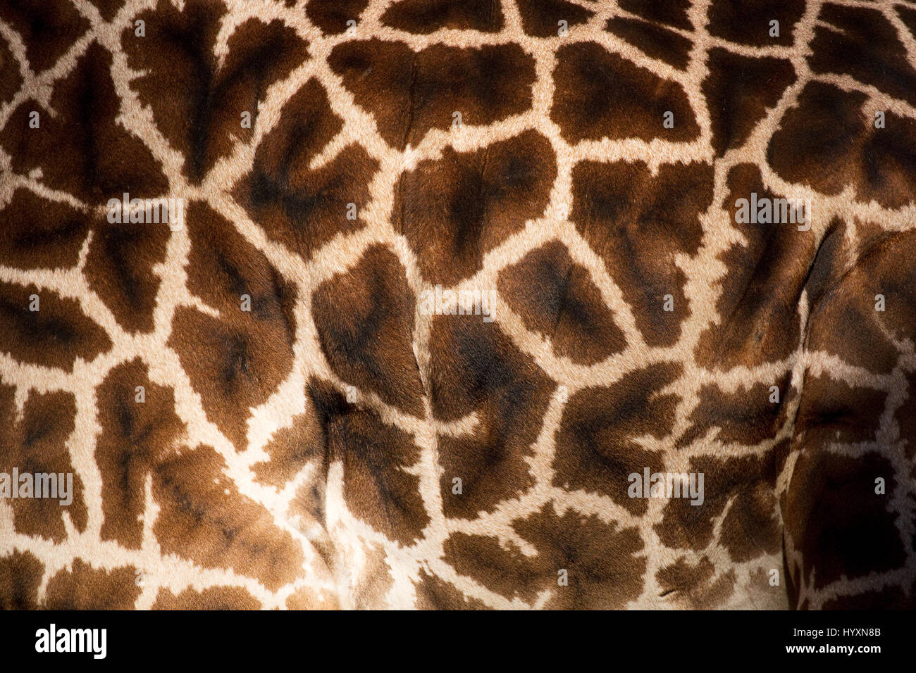 Girafe Masai en captivité - Banque D'Images