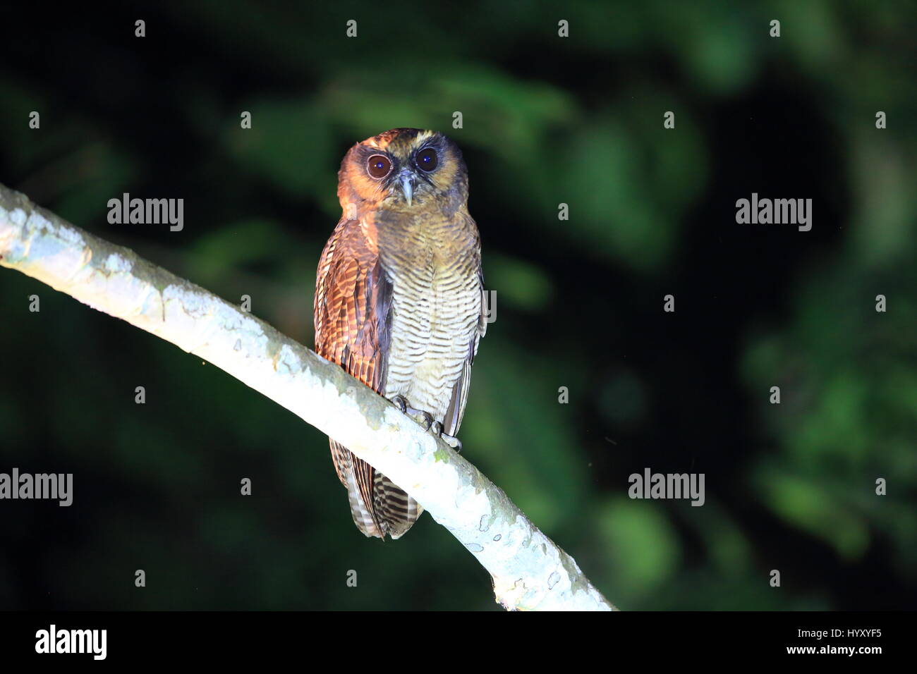 Brown Owl Strix leptogrammica (bois) dans la région de Sabah, Bornéo Banque D'Images