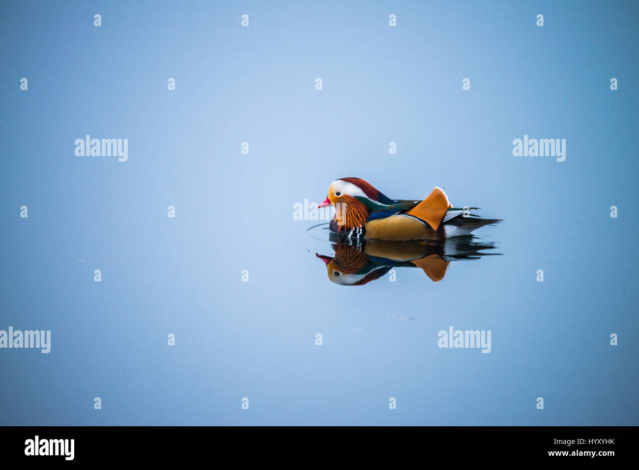 Canard mandarin - Réflexion de l'eau parfait 3 Banque D'Images