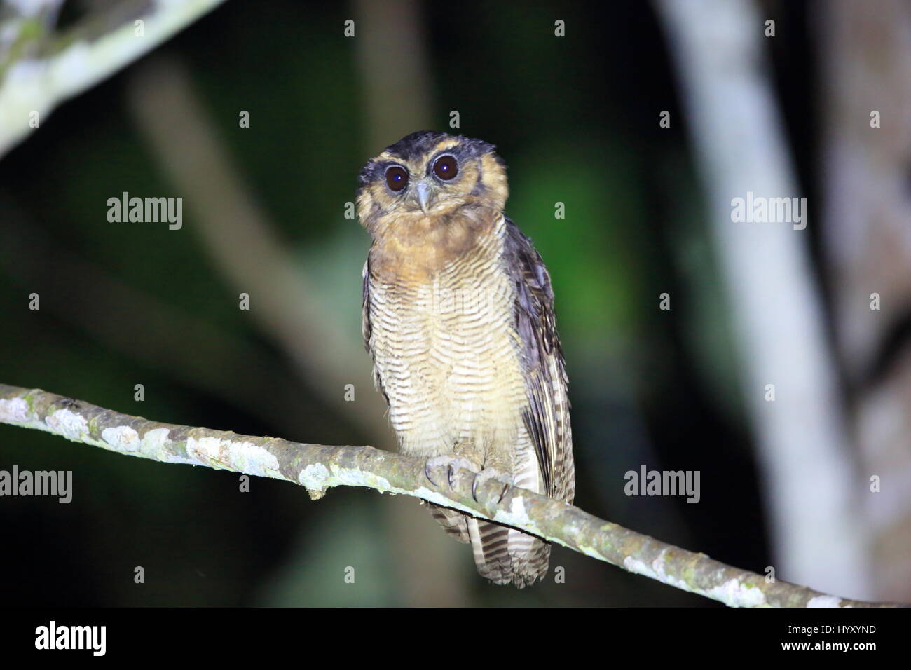 Brown Owl Strix leptogrammica (bois) dans la région de Sabah, Bornéo Banque D'Images