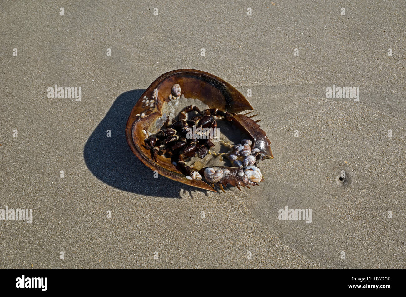 Sea Shell incrustée de limule. Les crabes sont des arthropodes marins de la famille des Limulidae. Ils sont des invertébrés qui signifie qu'ils manquent d'une colonne vertébrale. Banque D'Images