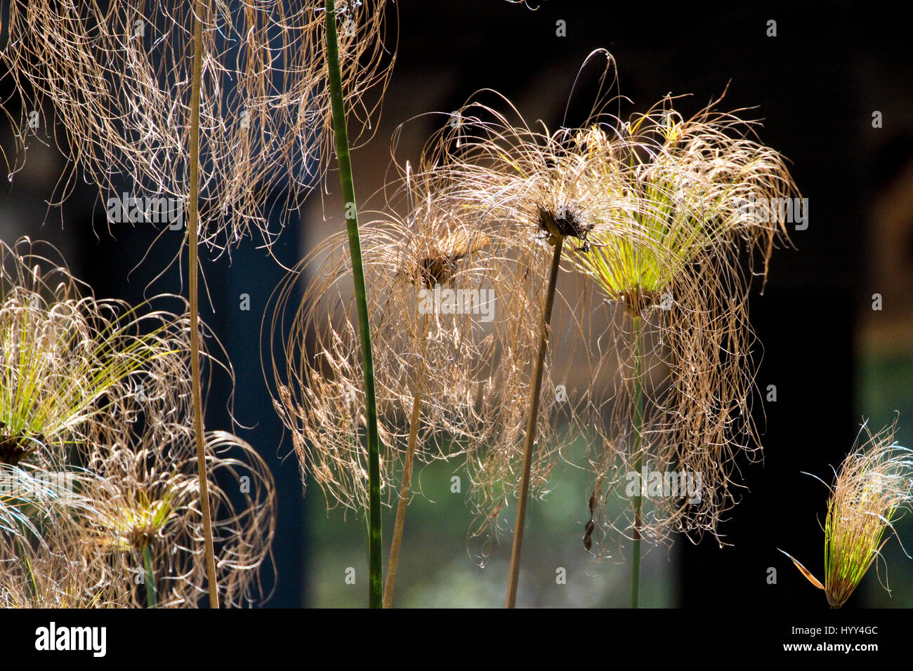 Cyperus papyrus papyrus - papier, de carex, de roseaux tapis indien plante, herbe du Nil Banque D'Images