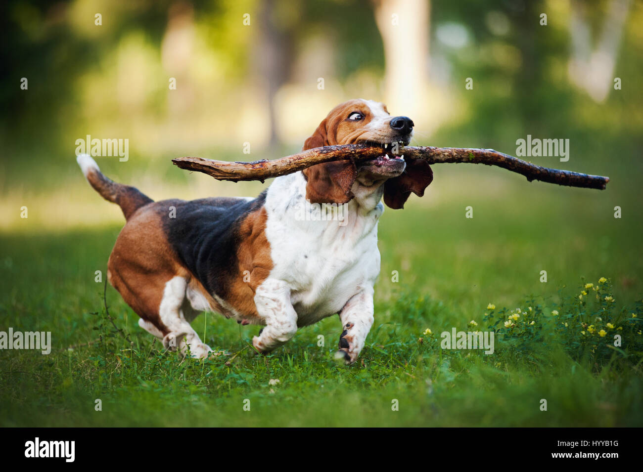 BASSETT hounds s'avèrent une fois de plus combien cette race hilarant de chiens peut être qu'ils tirent les expressions les plus drôles tout en courant vers leurs propriétaires. Les photos montrent le fractionnement du Basset Hounds tirant toutes sortes de grimaces que leur peau droopy lutte pour suivre le reste de leur corps. D'autres plans montrent le chien jouant fetch et combats avec l'autre dans leur peau essaie de leur enveloppe. Les images ont été capturées par le photographe russe Ksenia Raykova puisqu'elle a pris les chiens pour certains jeux dans une forêt locale. Banque D'Images
