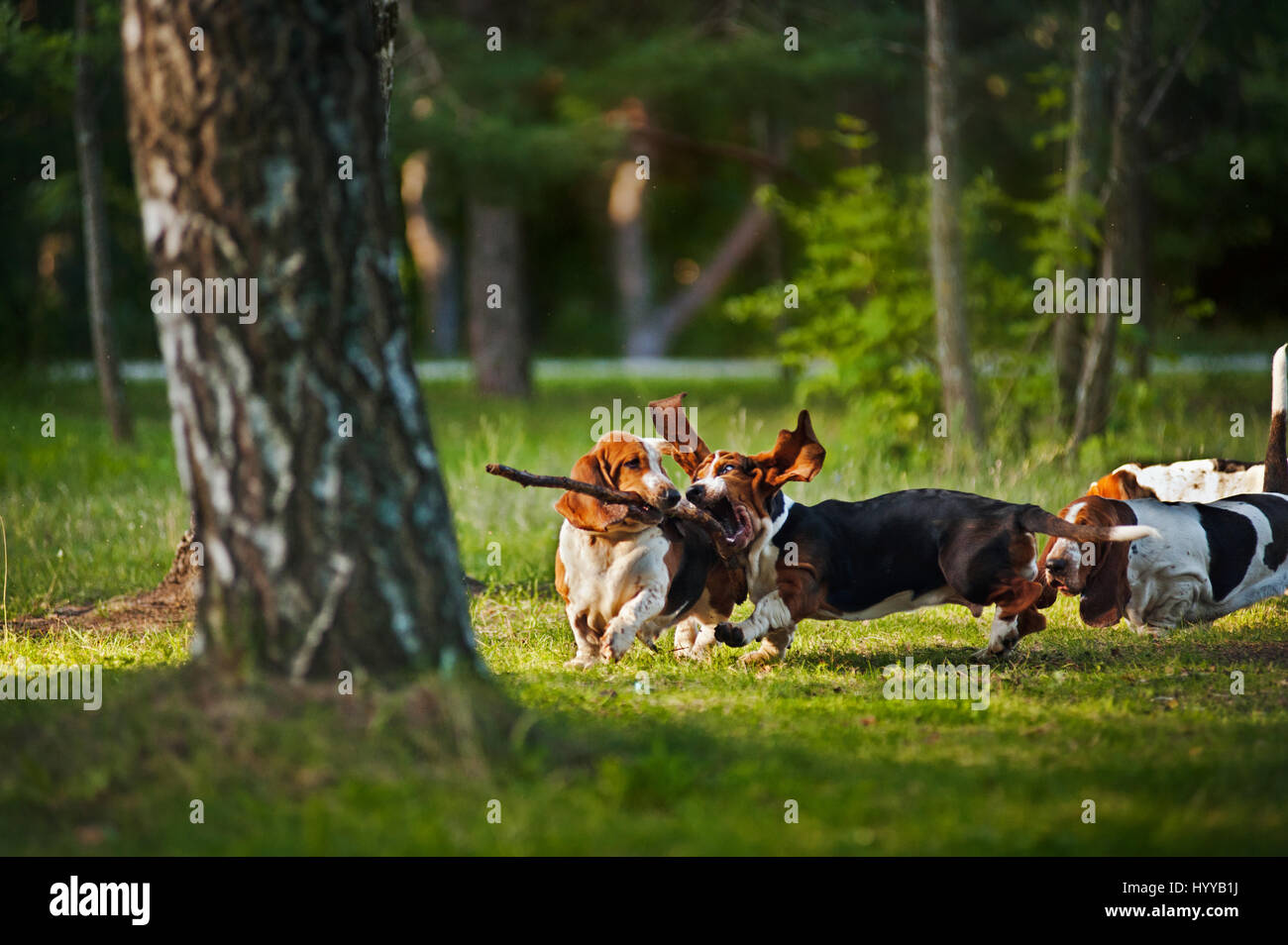 BASSETT hounds s'avèrent une fois de plus combien cette race hilarant de chiens peut être qu'ils tirent les expressions les plus drôles tout en courant vers leurs propriétaires. Les photos montrent le fractionnement du Basset Hounds tirant toutes sortes de grimaces que leur peau droopy lutte pour suivre le reste de leur corps. D'autres plans montrent le chien jouant fetch et combats avec l'autre dans leur peau essaie de leur enveloppe. Les images ont été capturées par le photographe russe Ksenia Raykova puisqu'elle a pris les chiens pour certains jeux dans une forêt locale. Banque D'Images