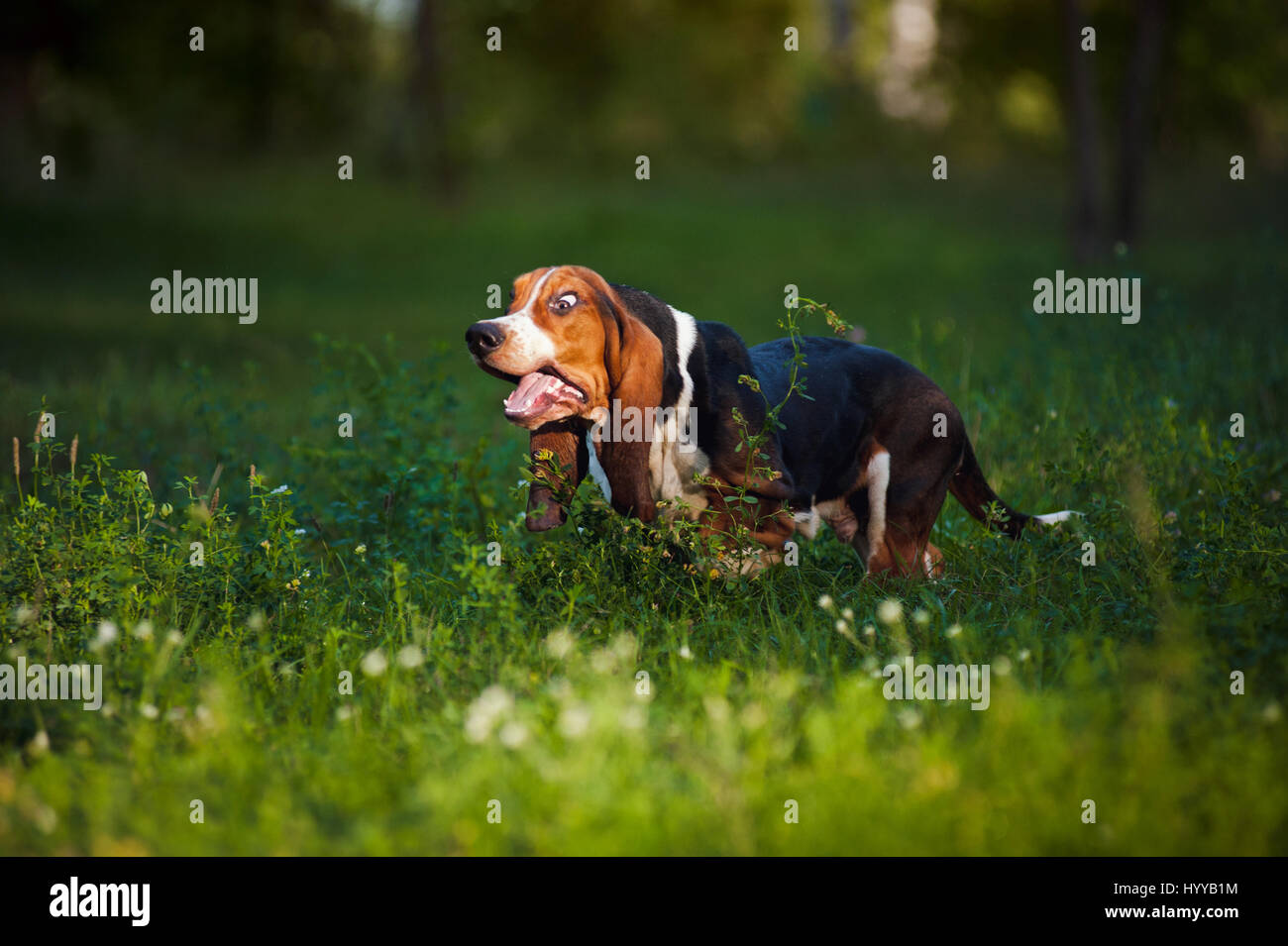 BASSETT hounds s'avèrent une fois de plus combien cette race hilarant de chiens peut être qu'ils tirent les expressions les plus drôles tout en courant vers leurs propriétaires. Les photos montrent le fractionnement du Basset Hounds tirant toutes sortes de grimaces que leur peau droopy lutte pour suivre le reste de leur corps. D'autres plans montrent le chien jouant fetch et combats avec l'autre dans leur peau essaie de leur enveloppe. Les images ont été capturées par le photographe russe Ksenia Raykova puisqu'elle a pris les chiens pour certains jeux dans une forêt locale. Banque D'Images