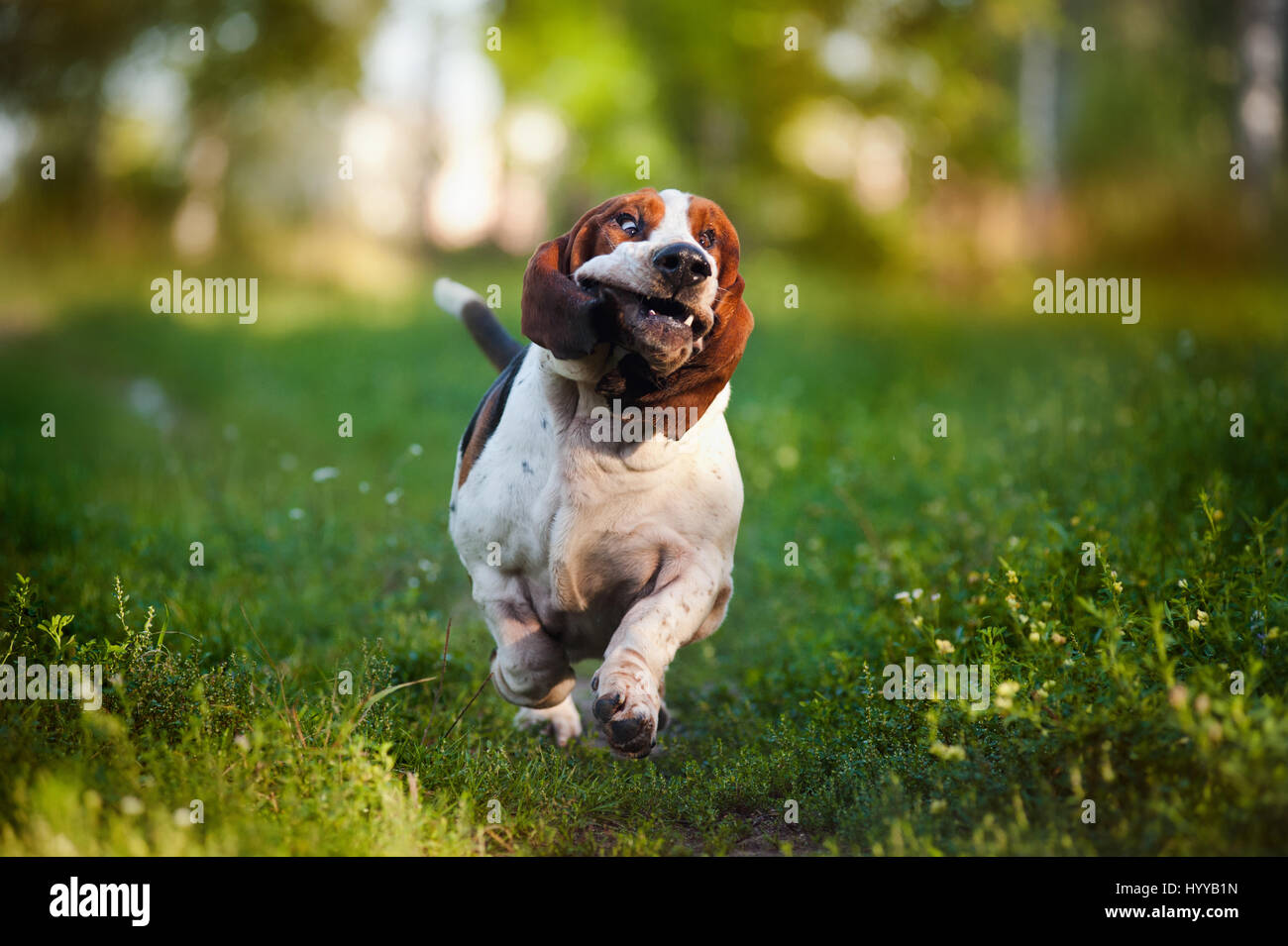 BASSETT hounds s'avèrent une fois de plus combien cette race hilarant de chiens peut être qu'ils tirent les expressions les plus drôles tout en courant vers leurs propriétaires. Les photos montrent le fractionnement du Basset Hounds tirant toutes sortes de grimaces que leur peau droopy lutte pour suivre le reste de leur corps. D'autres plans montrent le chien jouant fetch et combats avec l'autre dans leur peau essaie de leur enveloppe. Les images ont été capturées par le photographe russe Ksenia Raykova puisqu'elle a pris les chiens pour certains jeux dans une forêt locale. Banque D'Images