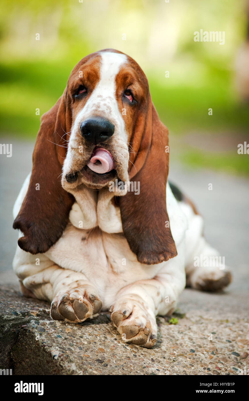 BASSETT hounds s'avèrent une fois de plus combien cette race hilarant de chiens peut être qu'ils tirent les expressions les plus drôles tout en courant vers leurs propriétaires. Les photos montrent le fractionnement du Basset Hounds tirant toutes sortes de grimaces que leur peau droopy lutte pour suivre le reste de leur corps. D'autres plans montrent le chien jouant fetch et combats avec l'autre dans leur peau essaie de leur enveloppe. Les images ont été capturées par le photographe russe Ksenia Raykova puisqu'elle a pris les chiens pour certains jeux dans une forêt locale. Banque D'Images