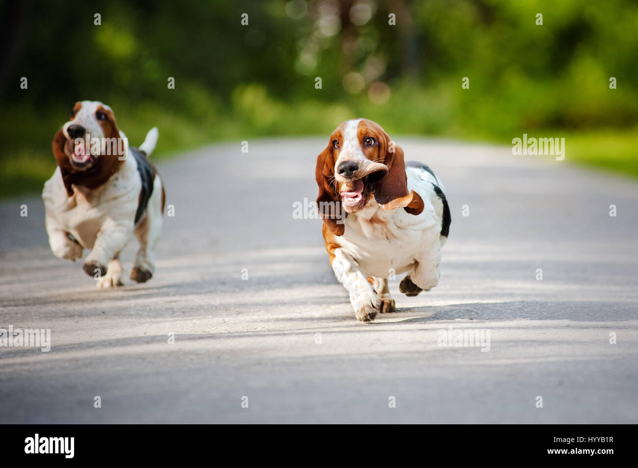 BASSETT hounds s'avèrent une fois de plus combien cette race hilarant de chiens peut être qu'ils tirent les expressions les plus drôles tout en courant vers leurs propriétaires. Les photos montrent le fractionnement du Basset Hounds tirant toutes sortes de grimaces que leur peau droopy lutte pour suivre le reste de leur corps. D'autres plans montrent le chien jouant fetch et combats avec l'autre dans leur peau essaie de leur enveloppe. Les images ont été capturées par le photographe russe Ksenia Raykova puisqu'elle a pris les chiens pour certains jeux dans une forêt locale. Banque D'Images
