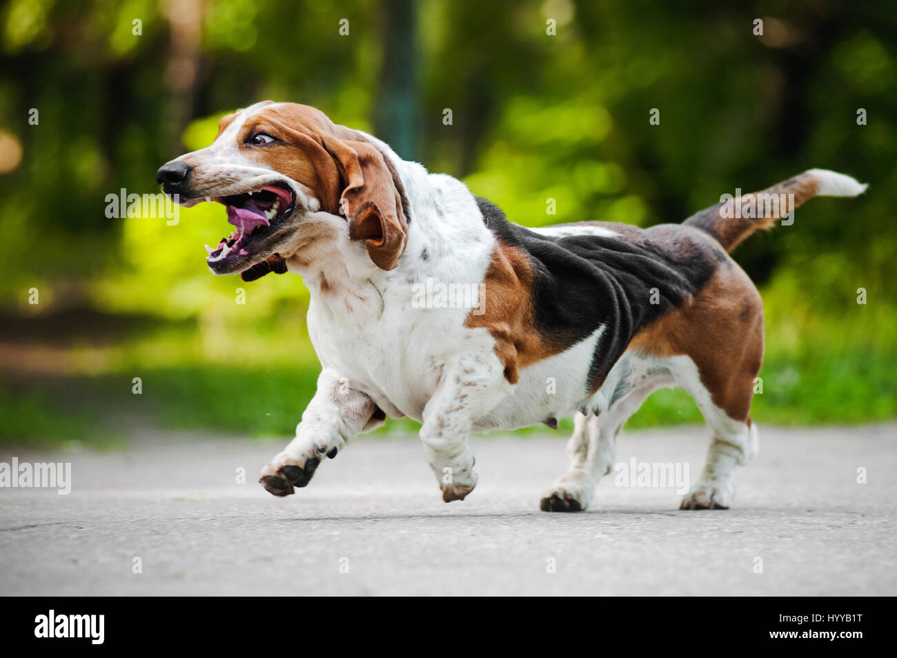 BASSETT hounds s'avèrent une fois de plus combien cette race hilarant de chiens peut être qu'ils tirent les expressions les plus drôles tout en courant vers leurs propriétaires. Les photos montrent le fractionnement du Basset Hounds tirant toutes sortes de grimaces que leur peau droopy lutte pour suivre le reste de leur corps. D'autres plans montrent le chien jouant fetch et combats avec l'autre dans leur peau essaie de leur enveloppe. Les images ont été capturées par le photographe russe Ksenia Raykova puisqu'elle a pris les chiens pour certains jeux dans une forêt locale. Banque D'Images