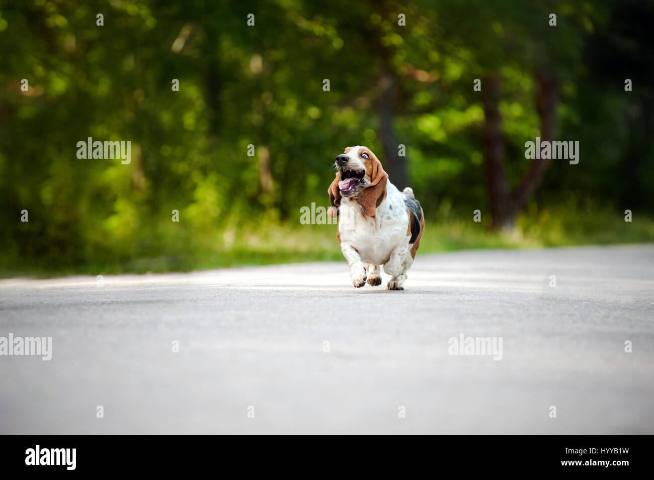 BASSETT hounds s'avèrent une fois de plus combien cette race hilarant de chiens peut être qu'ils tirent les expressions les plus drôles tout en courant vers leurs propriétaires. Les photos montrent le fractionnement du Basset Hounds tirant toutes sortes de grimaces que leur peau droopy lutte pour suivre le reste de leur corps. D'autres plans montrent le chien jouant fetch et combats avec l'autre dans leur peau essaie de leur enveloppe. Les images ont été capturées par le photographe russe Ksenia Raykova puisqu'elle a pris les chiens pour certains jeux dans une forêt locale. Banque D'Images