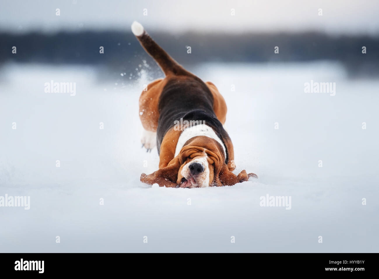 BASSETT hounds s'avèrent une fois de plus combien cette race hilarant de chiens peut être qu'ils tirent les expressions les plus drôles tout en courant vers leurs propriétaires. Les photos montrent le fractionnement du Basset Hounds tirant toutes sortes de grimaces que leur peau droopy lutte pour suivre le reste de leur corps. D'autres plans montrent le chien jouant fetch et combats avec l'autre dans leur peau essaie de leur enveloppe. Les images ont été capturées par le photographe russe Ksenia Raykova puisqu'elle a pris les chiens pour certains jeux dans une forêt locale. Banque D'Images