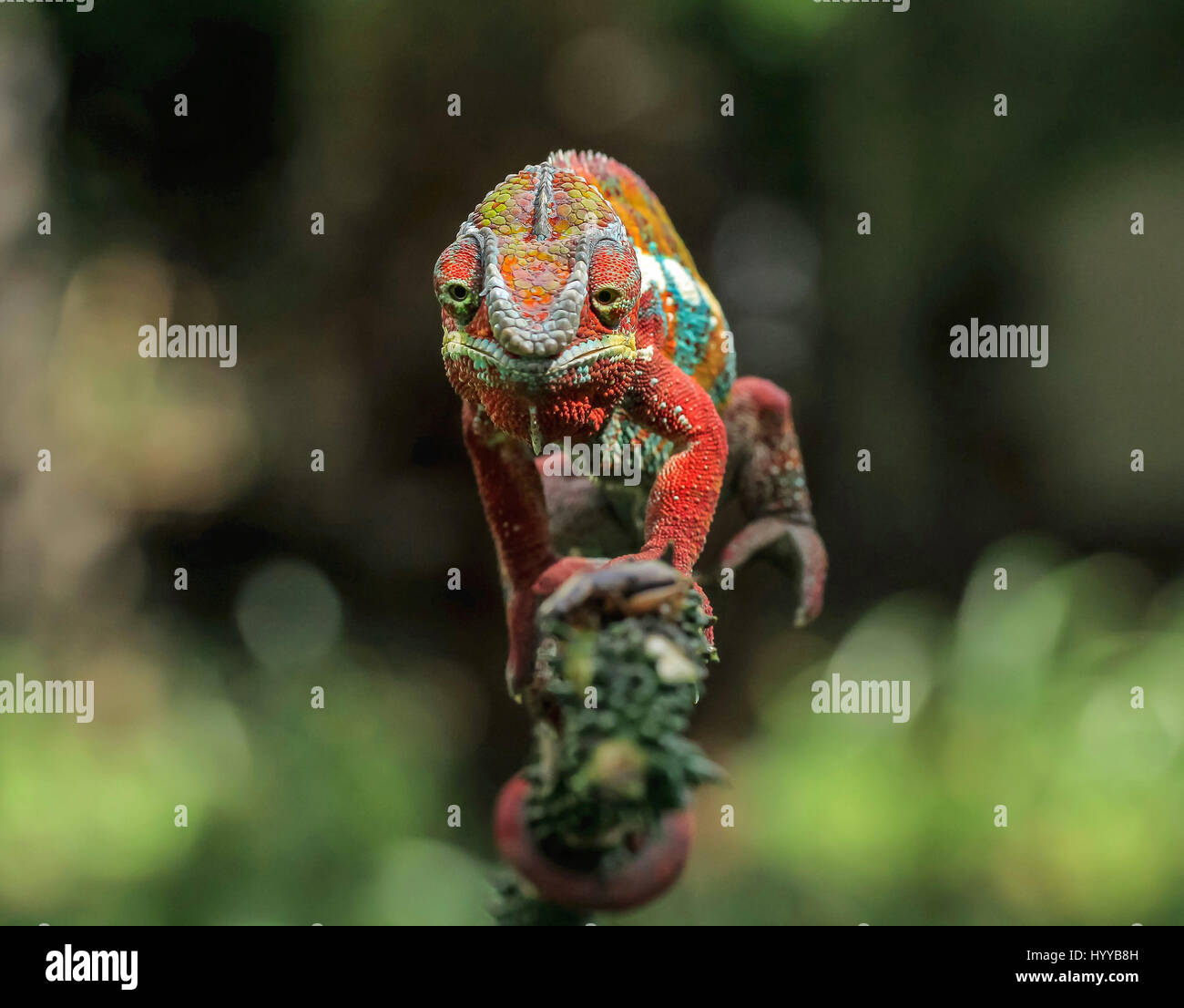 JAKARTA, INDONÉSIE : eye-popping images montrent le moment un caméléon capture un cricket pour son déjeuner. L'up-close et images personnelles voir le caméléon coloré proie furtivement sur sa victime innocente de l'arrière. Une autre photo voit le cricket surpris essayant de s'échapper, mais le prédateur rusé est juste trop rapide. Les photos ont été prises à Jakarta, en Indonésie par le photographe, Tanto Yensen (37). Banque D'Images