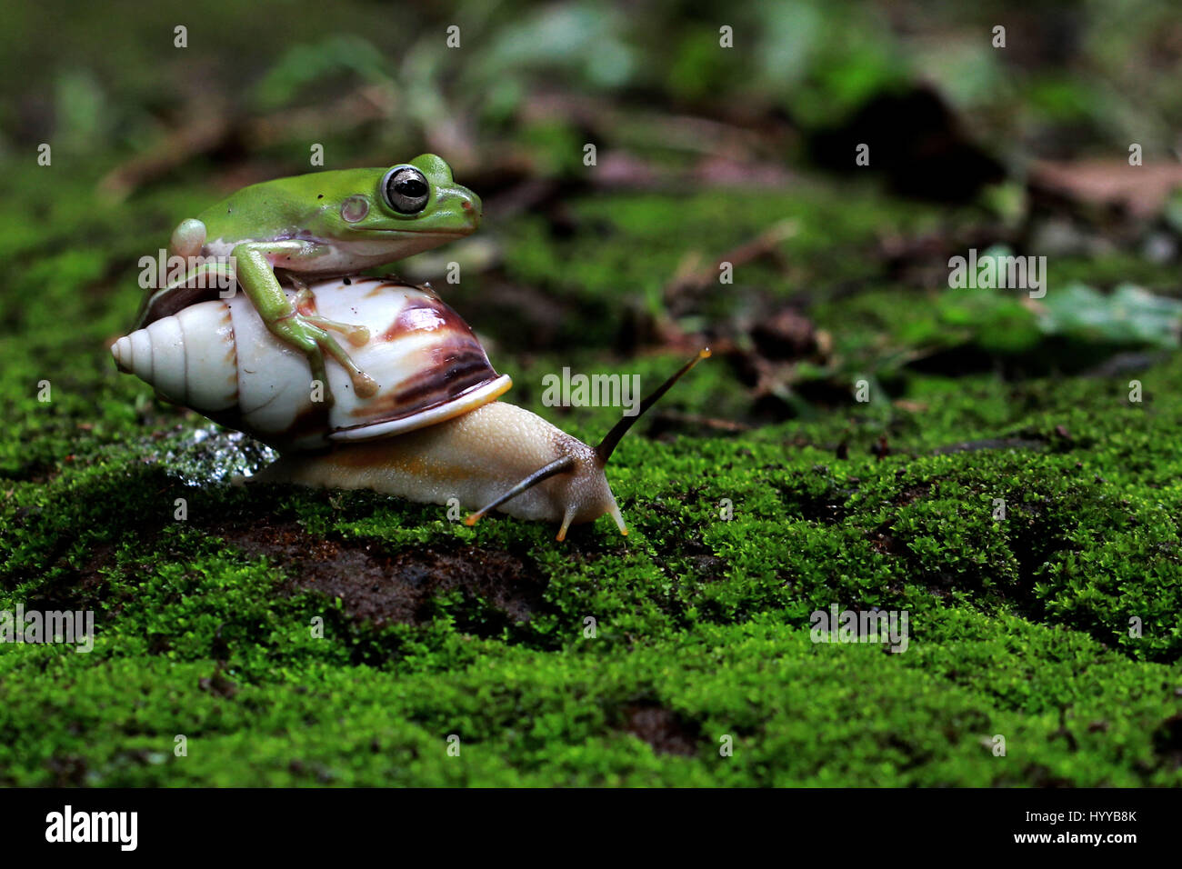 Jakarta Indonesie Une Grenouille Attrape Un Ascenseur Sur Le Dos D Un Escargot Photos Hilarantes D Une Grenouille Intrepide Grimper Sur Les Machoires Ouvertes D Un Crocodile Bebe Ont Ete Captures Par Un Etonnement