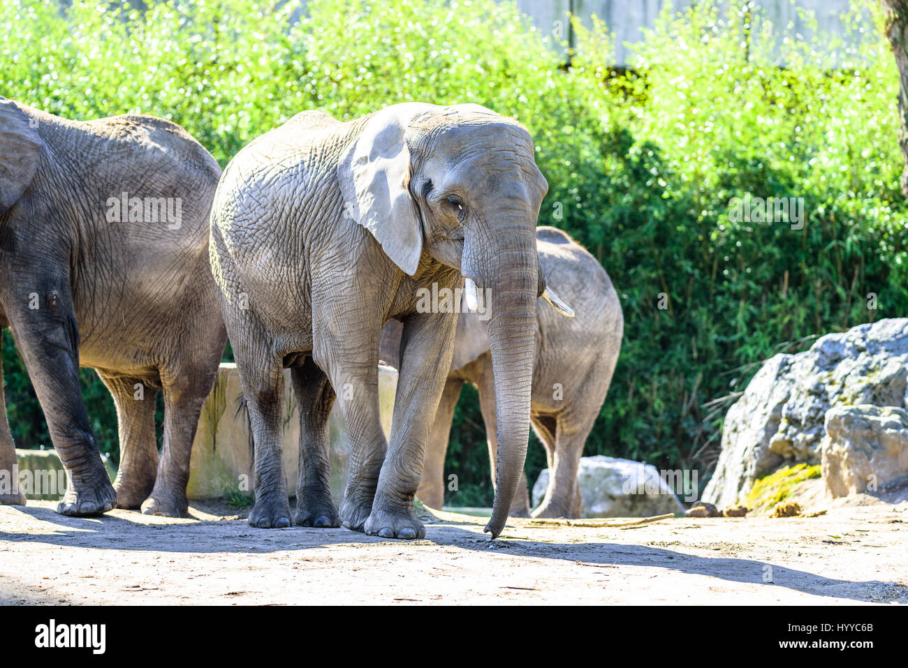 Famille d'éléphants profiter de leur temps ensemble et se détendre au soleil Banque D'Images