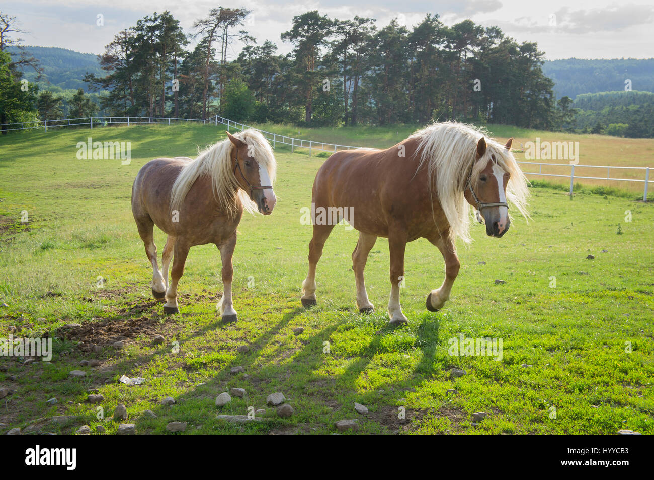 Cheval belge tchéco-morave (CMB) projet, chevaux de trait Banque D'Images
