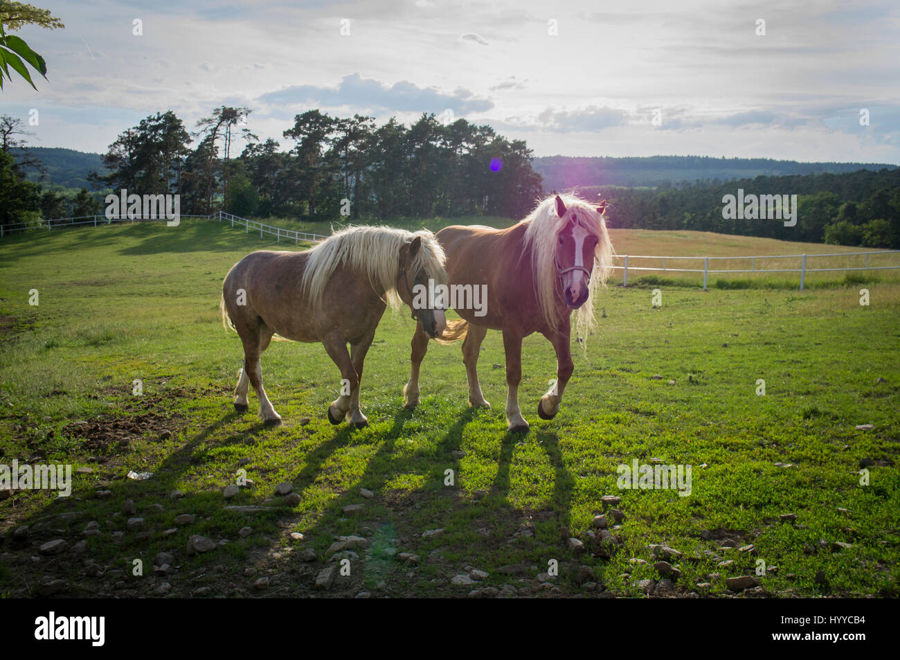 Cheval belge tchéco-morave (CMB) projet, chevaux de trait Banque D'Images