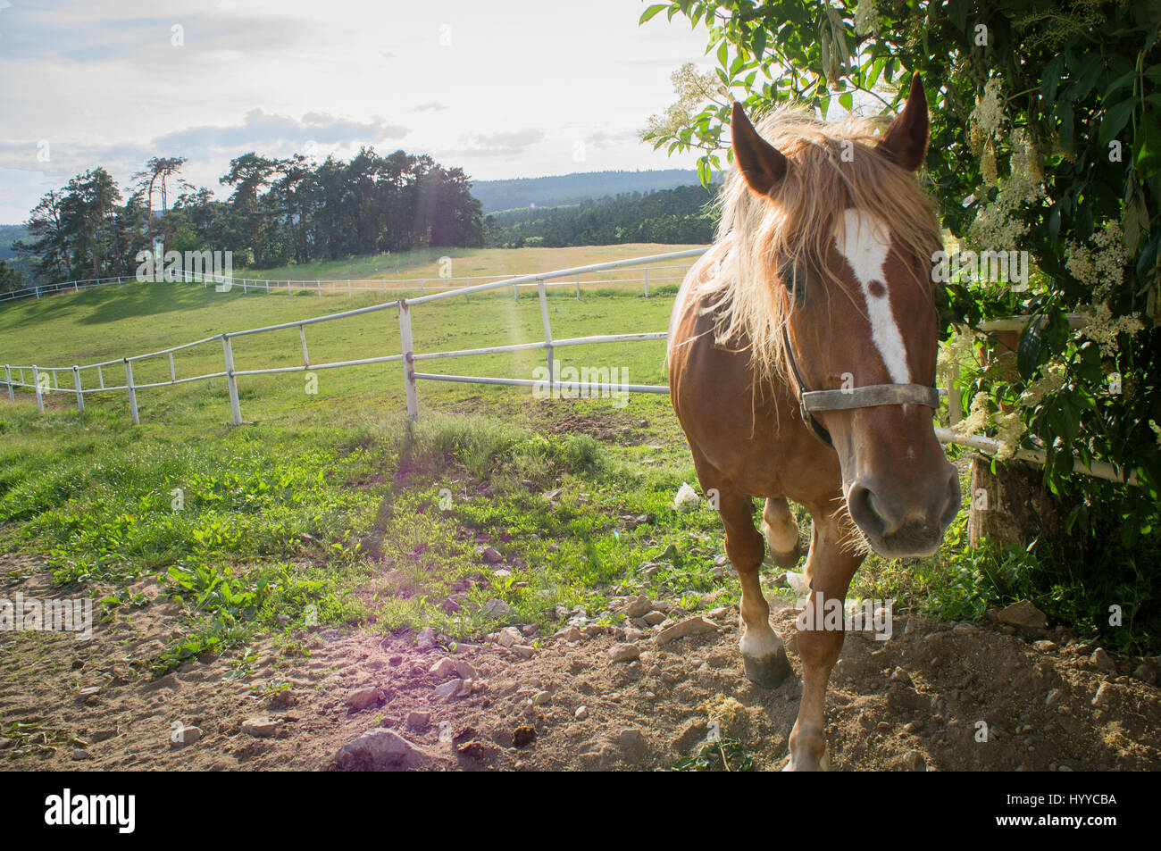Cheval belge tchéco-morave (CMB) projet, chevaux de trait Banque D'Images