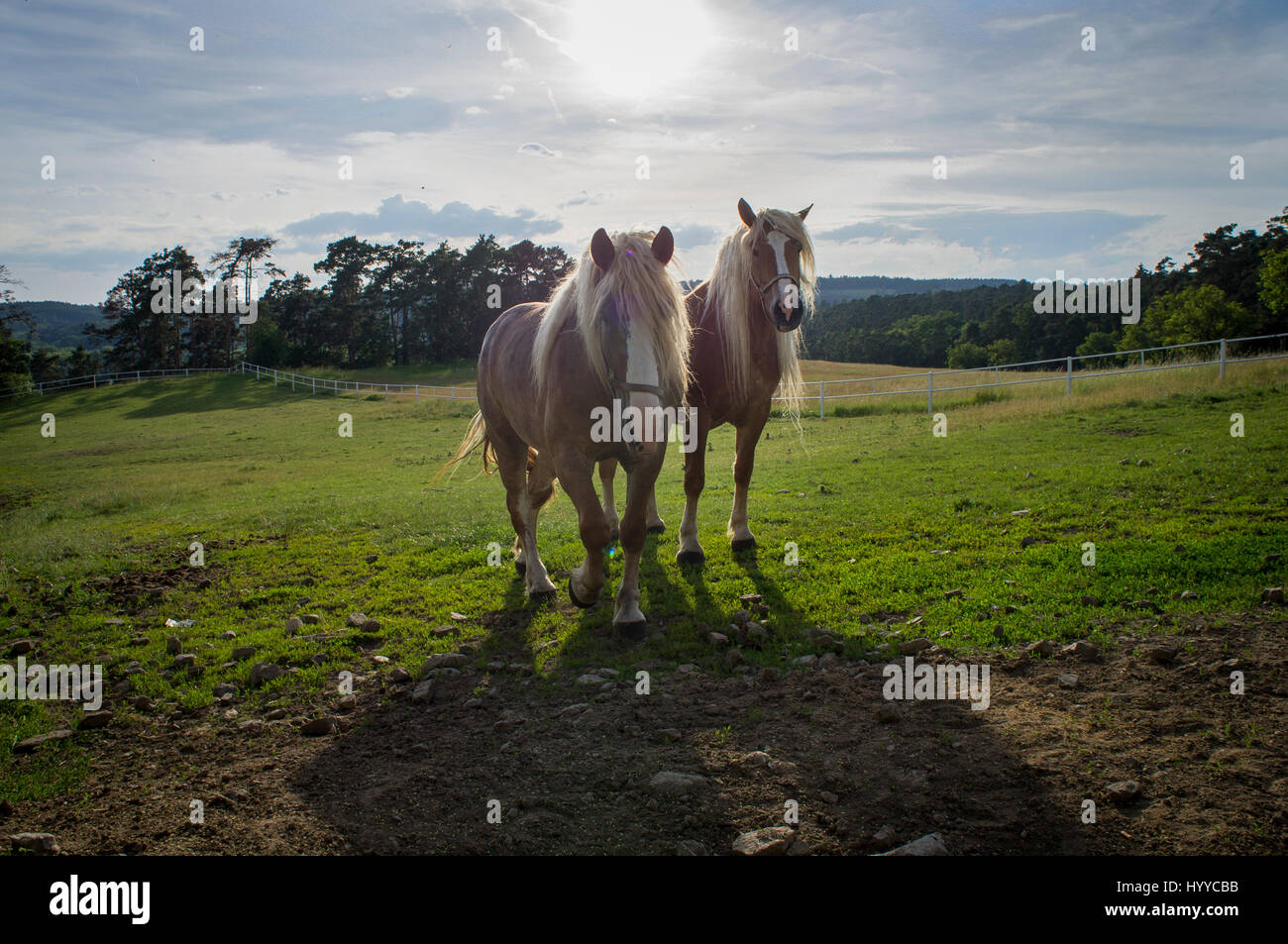 Cheval belge tchéco-morave (CMB) projet, chevaux de trait Banque D'Images