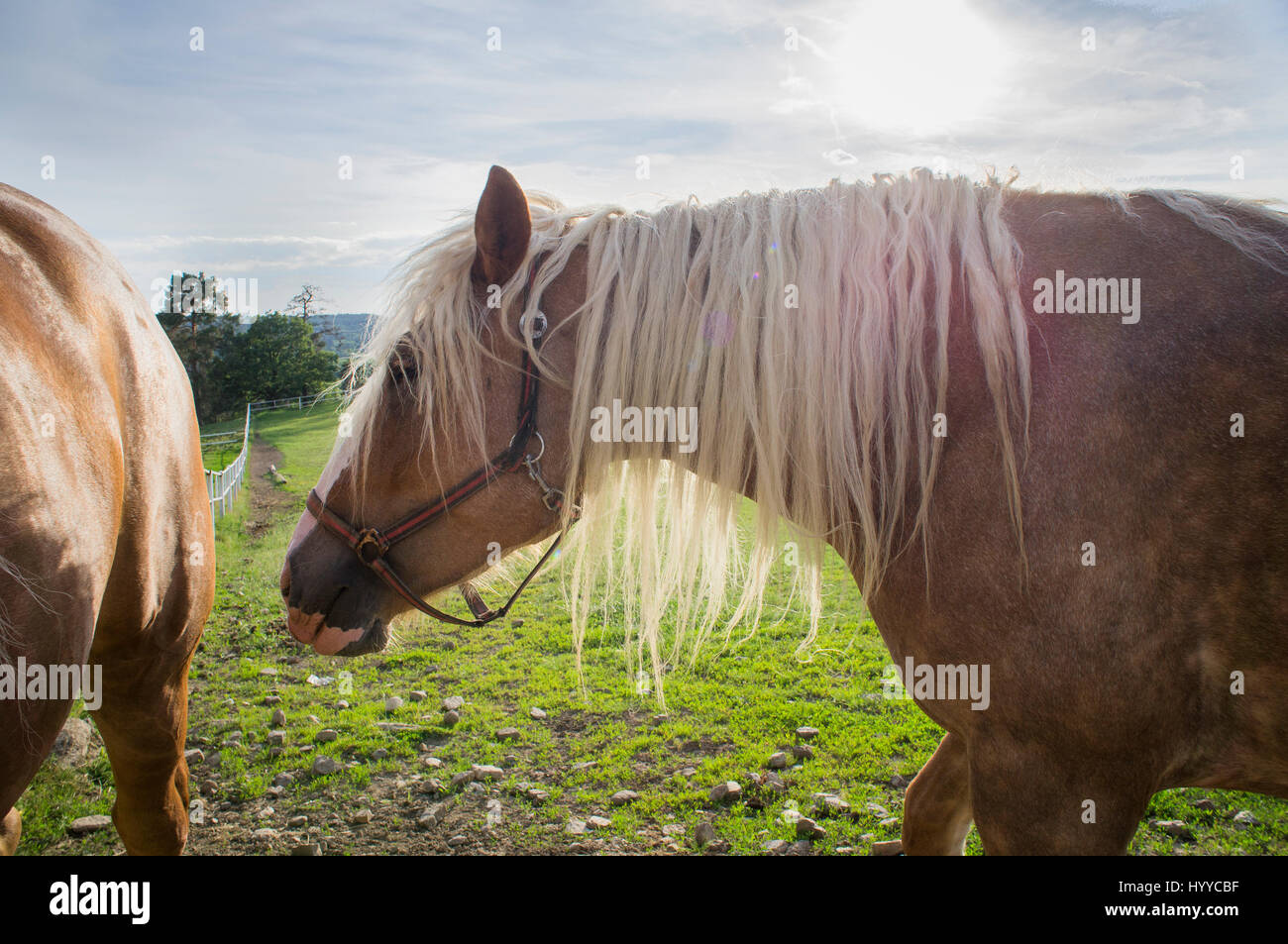 Cheval belge tchéco-morave (CMB) projet, chevaux de trait Banque D'Images