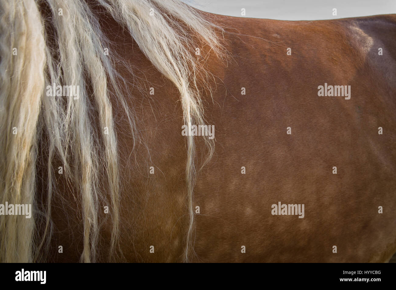 Cheval belge tchéco-morave (CMB) projet, chevaux de trait Banque D'Images
