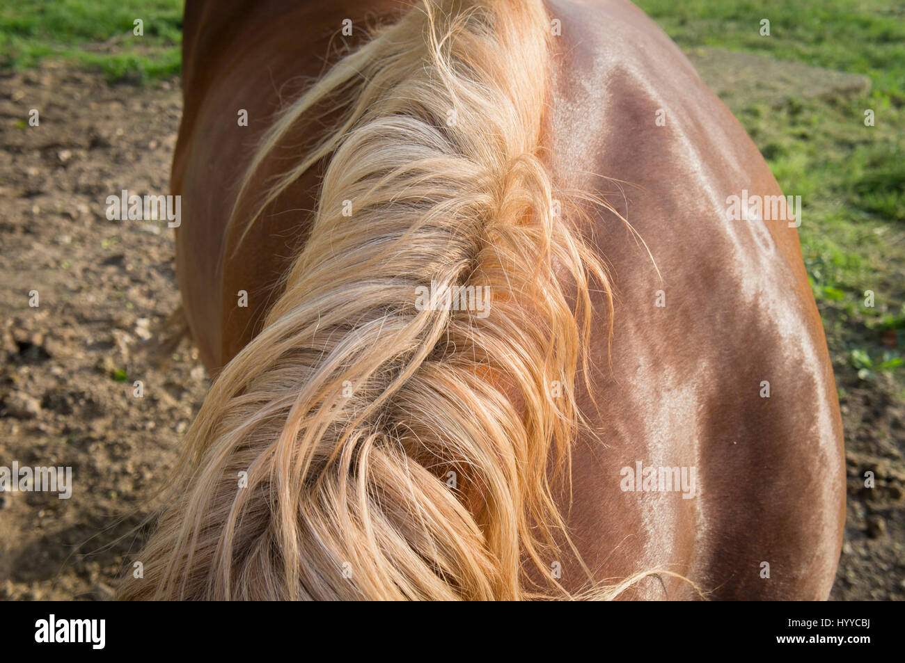 Cheval belge tchéco-morave (CMB) projet, chevaux de trait Banque D'Images