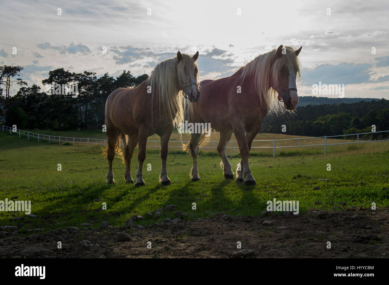 Cheval belge tchéco-morave (CMB) projet, chevaux de trait Banque D'Images