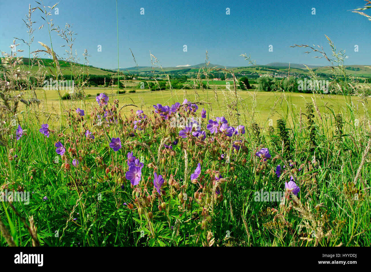 Géranium sanguin pré et les collines au loin Banque D'Images