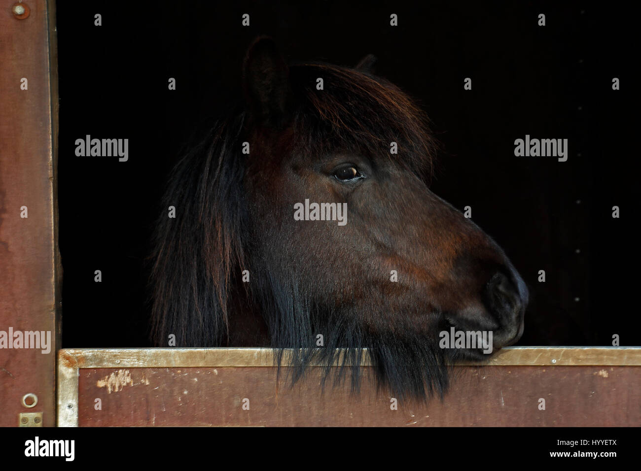 L'Islande, mare à curieusement d'un fort cheval, poney race Islande (Equus przewalskii f. Caballus), le Schleswig-Holstein Banque D'Images