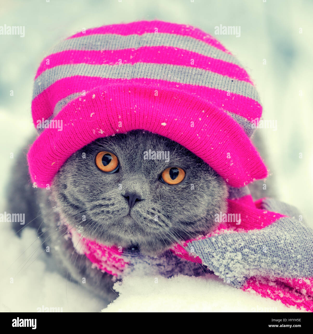 Fashion portrait du chat portant bonnet et écharpe en tricot hiver neige Banque D'Images