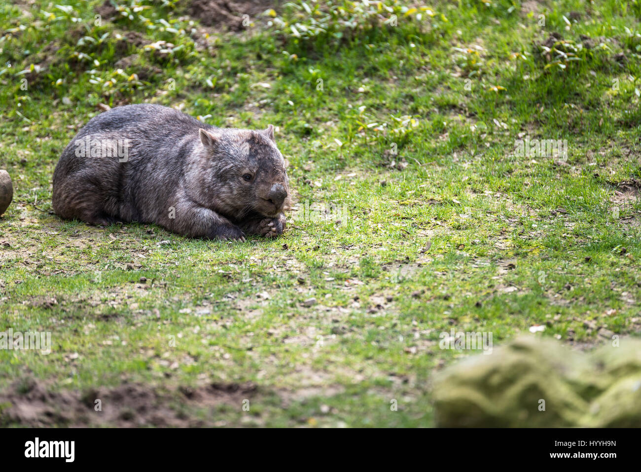 Wombat mange de l'herbe dans le zoo Banque D'Images