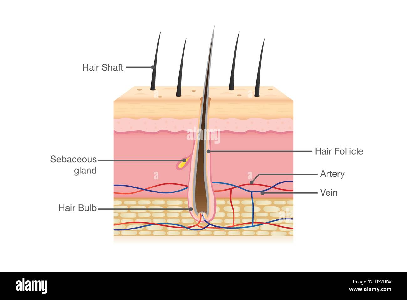L'anatomie de cheveux humains Illustration de Vecteur