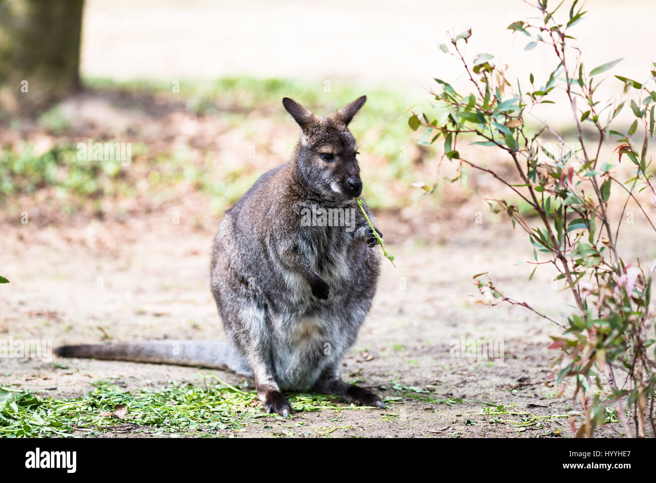 Kangourou arboricole australienne de manger et sauter autour de Banque D'Images