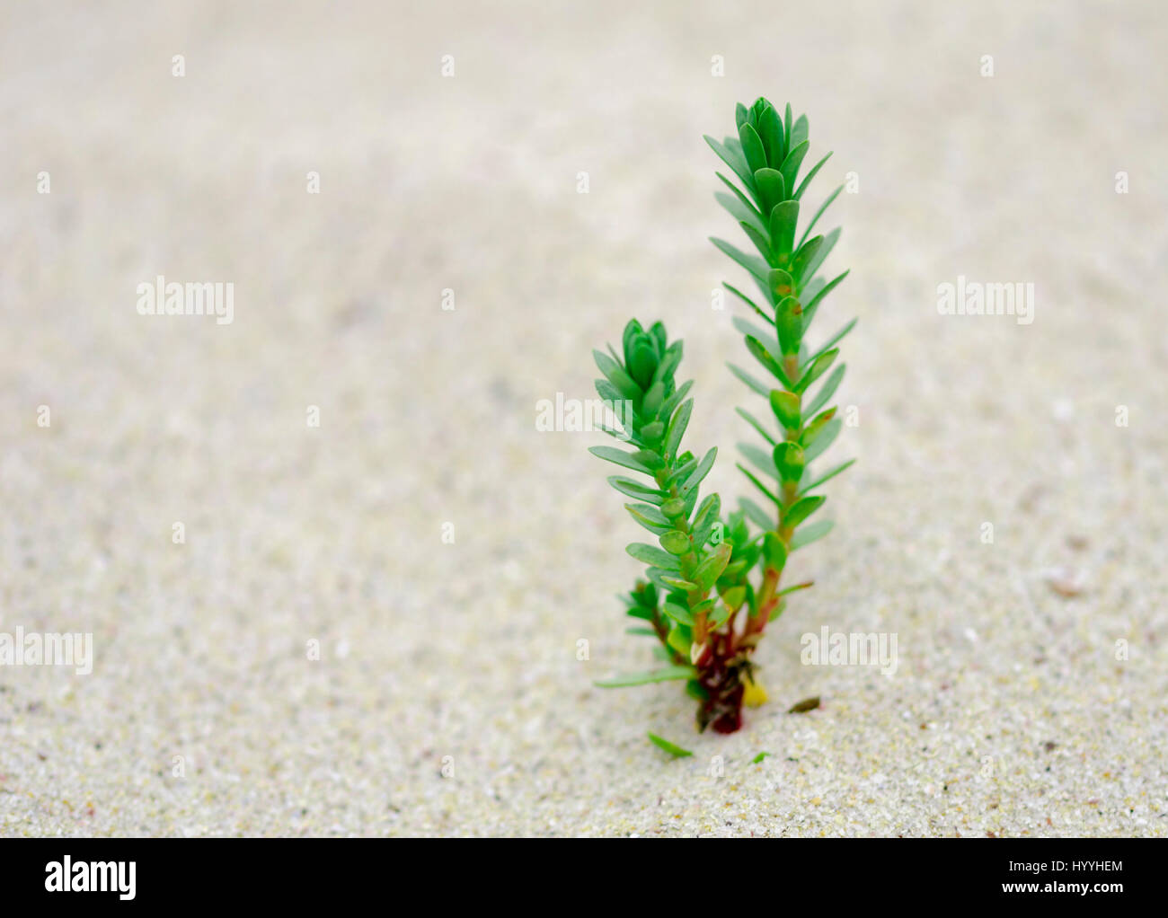 Une vue rapprochée d'une petite plante à feuilles vertes issues de sable blanc Banque D'Images