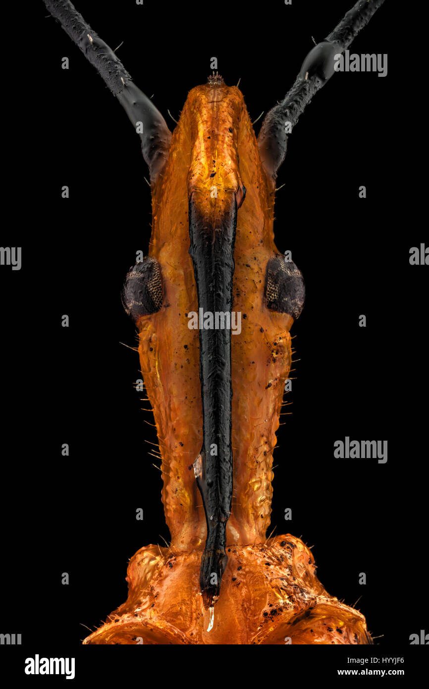 Extreme macro portrait d'un assassin d'Asclépiade (annulosus Zelus bug). L'assassin d'Asclépiade est réputé pour son potentiel comme agent de lutte biologique à l'inte Banque D'Images