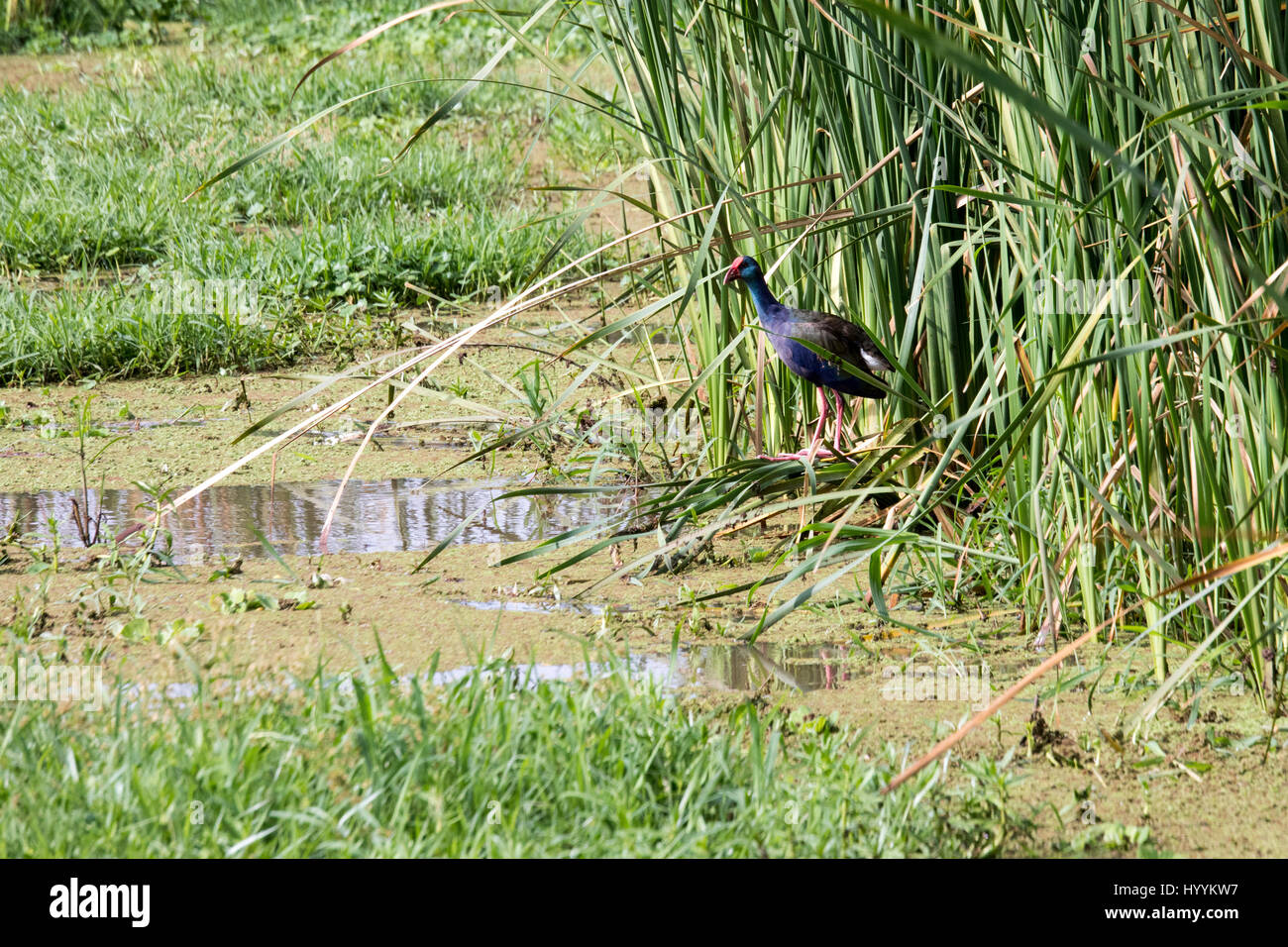 Purple swamp hen en roseaux de marais en Lake Manyara National Park, Tanzania, Africa. Banque D'Images