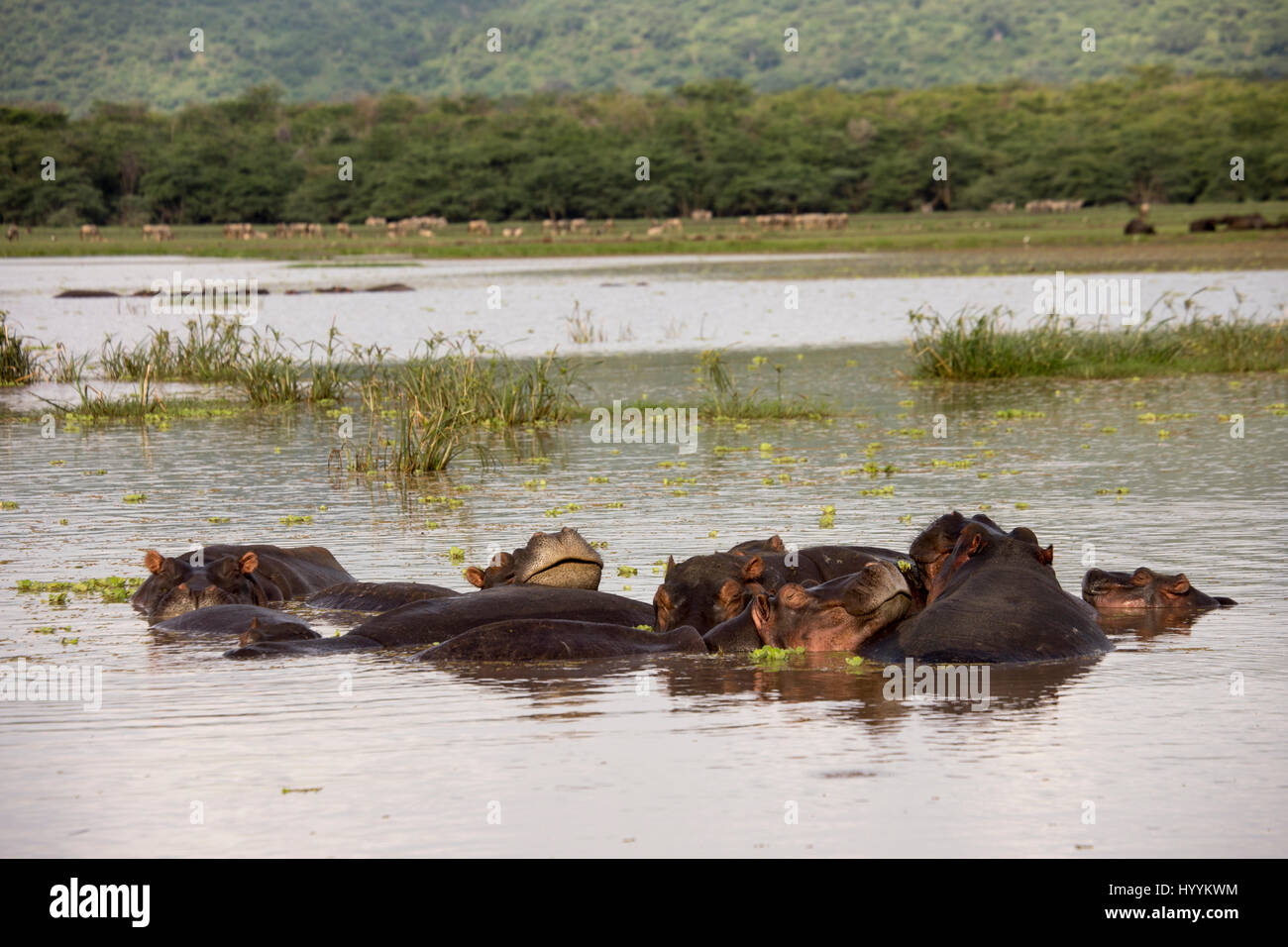Hippopotames partiellement immergée dans la piscine en Lake Manyara National Park, Tanzania, Africa. dans la piscine avec une expression souriante en Lake Manyara National Park, T Banque D'Images
