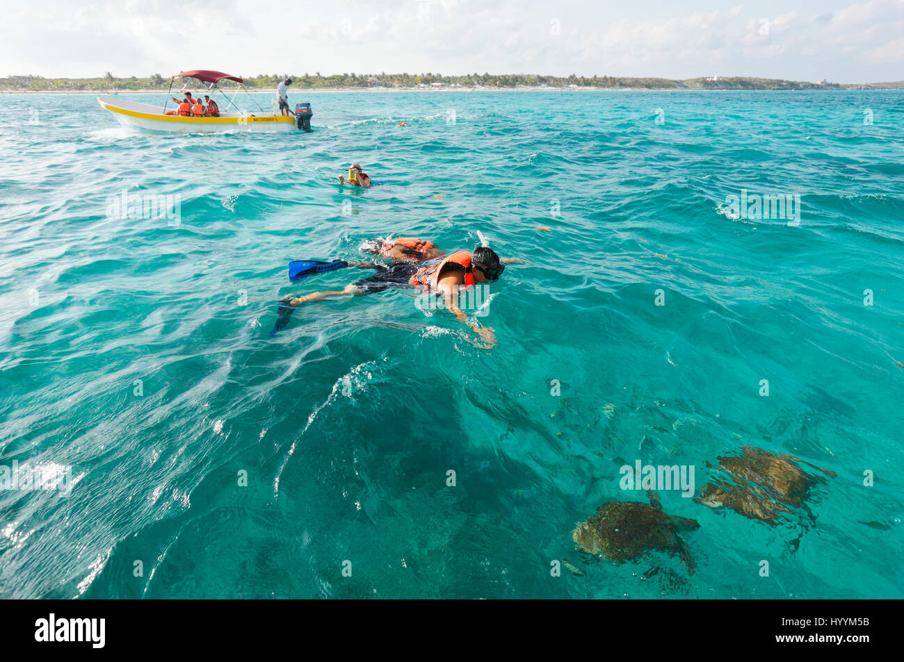 La plongée avec les tortues sur les rives à Tulum, Mexique Banque D'Images