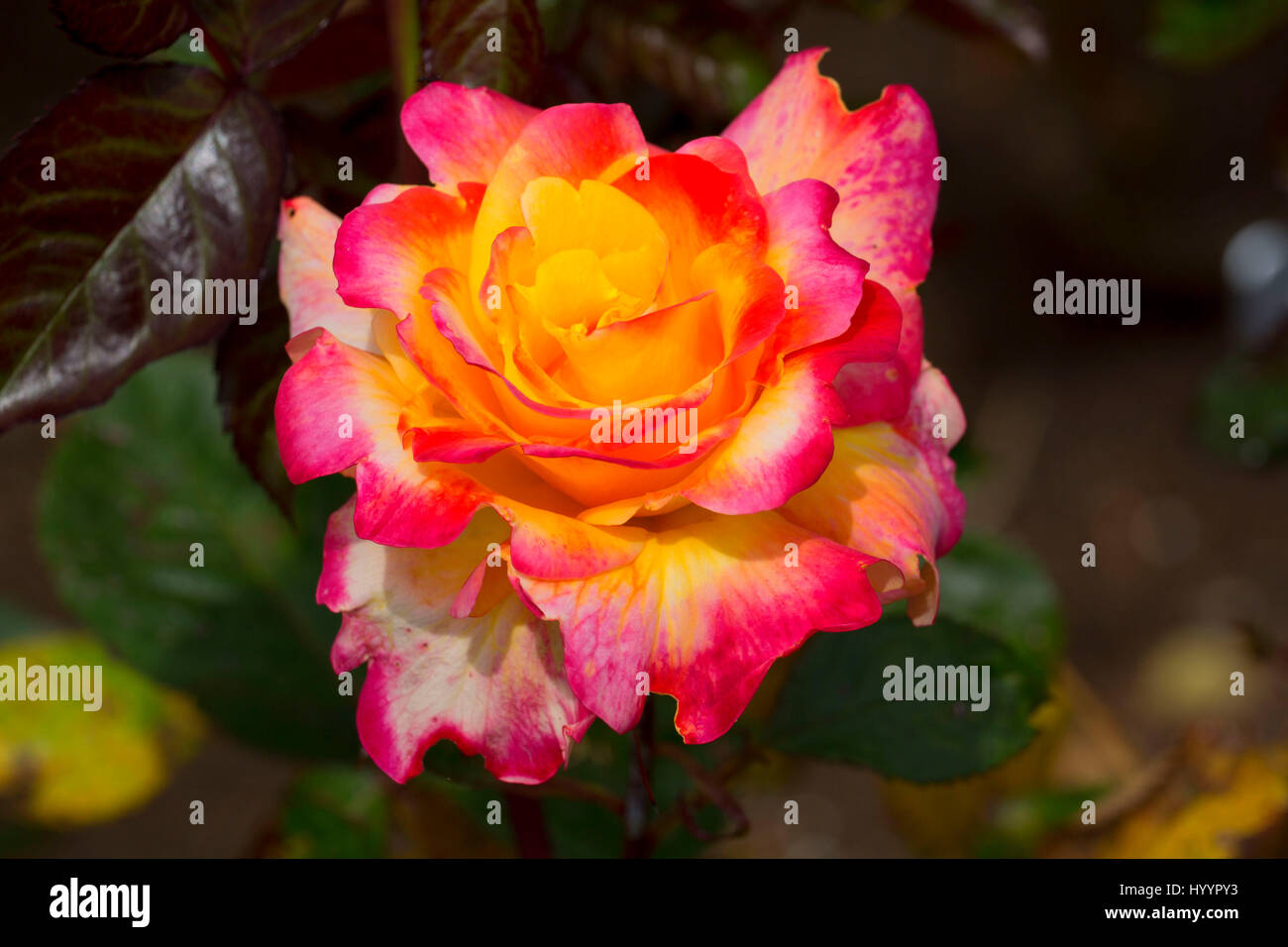 Desert Rose de la paix, des roses, St Paul, Oregon Banque D'Images