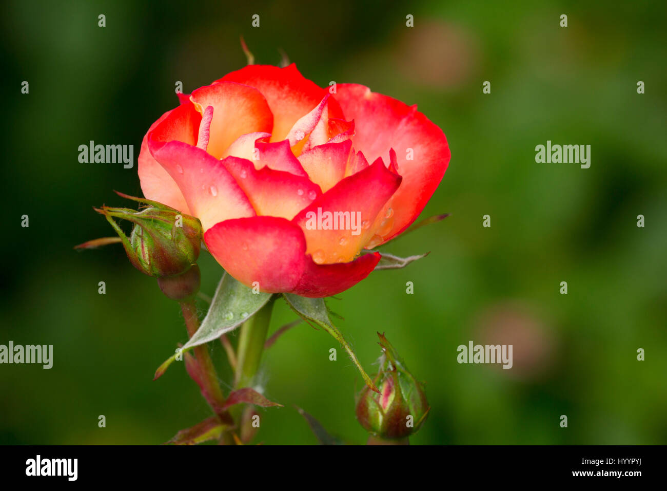 Betty Boop rose, des roses, St Paul, Oregon Banque D'Images
