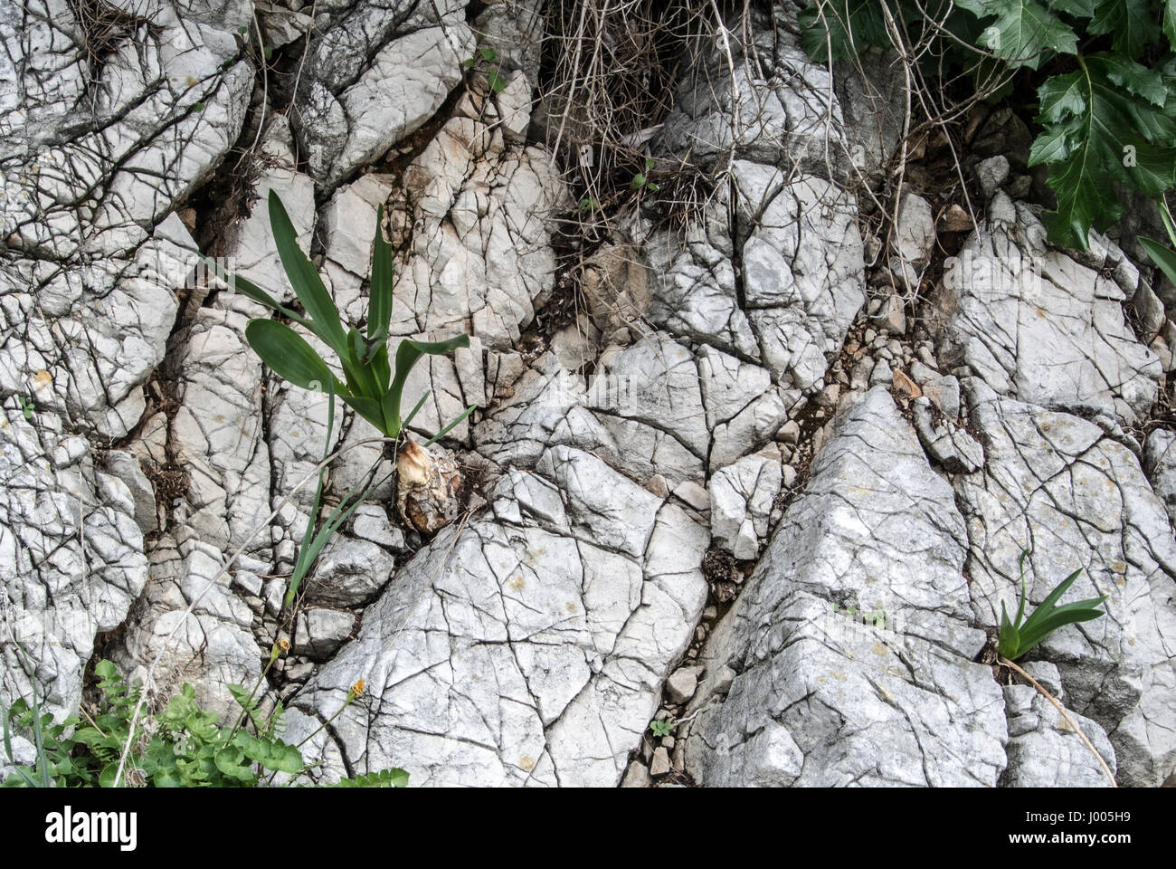 Un arrière-plan avec des pierres, l'herbe et les autres plantes à Gibraltar réserve naturelle. Banque D'Images