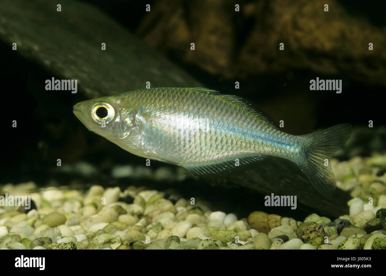 Aquamarin-Regenbogenfisch Kutubu-Regenbogenfisch Melanotaenia lacustris,,, le lac Kutubu rainbowfish, Regenbogenfische, Melanotaeniidae Banque D'Images